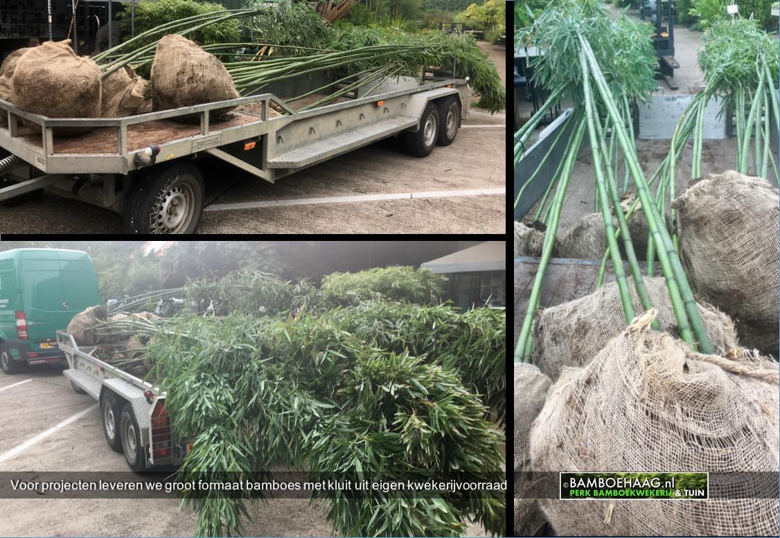 Voor projecten leveren we groot formaat bamboes met kluit uit eigen kwekerijvoorraad