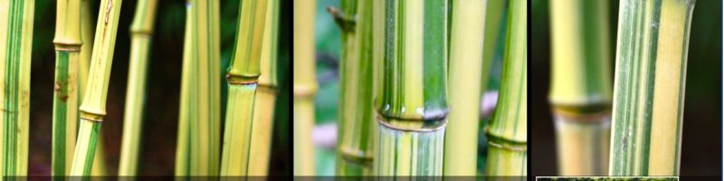 Bamboe als solitair